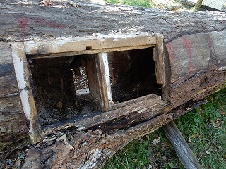 写真：古い巣木
