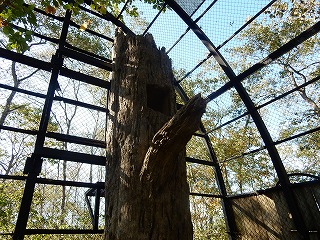 写真：新しい巣木