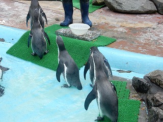 写真：ペンギンのパクパクタイム1
