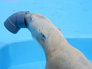 写真：ホッキョクグマ（10月9日）2