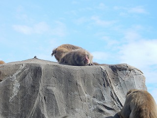 写真：ニホンザル（10月9日）1