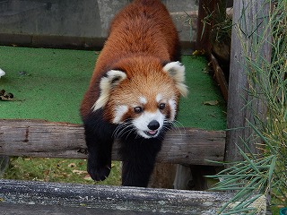 写真：レッサーパンダ（10月9日）1