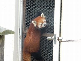 写真：レッサーパンダ（10月9日）2