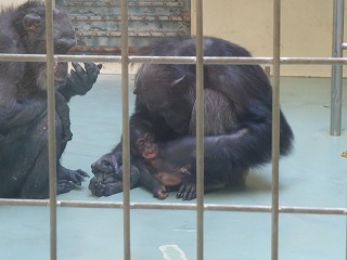 写真：チンパンジー親子1