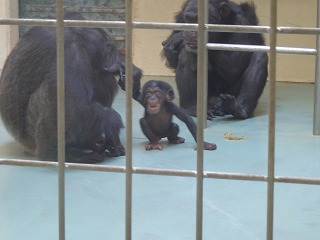 写真：チンパンジー親子2