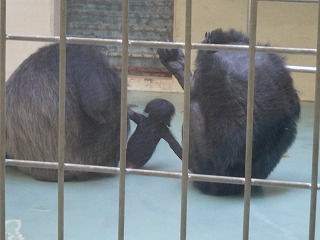 写真：チンパンジー親子3