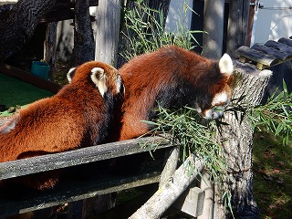 写真：レッサーパンダ（10月16日）2