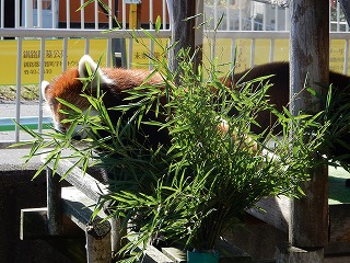 写真：レッサーパンダ（10月16日）1