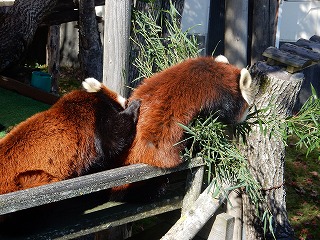 写真：レッサーパンダ（10月16日）3