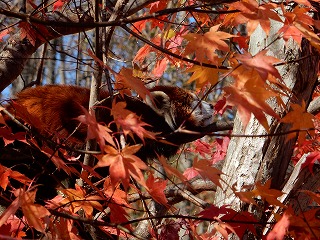 写真：レッサーパンダ（10月24日）1