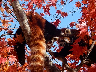 写真：レッサーパンダ（10月24日）2