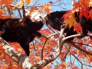 写真：レッサーパンダ（10月24日）4