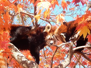 写真：レッサーパンダ（10月24日）3