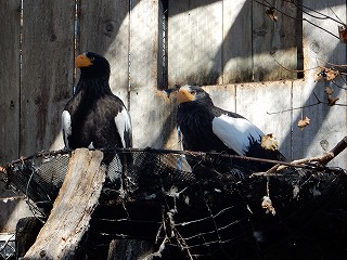 写真：オオワシ