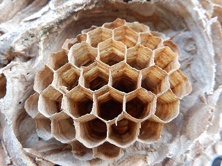 写真：スズメバチの巣の中2