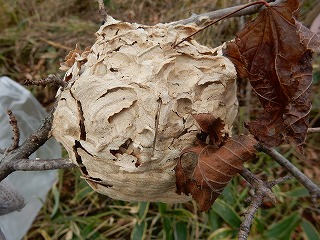 写真：スズメバチの巣