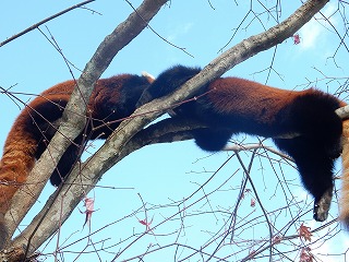 写真：レッサーパンダ（10月30日）