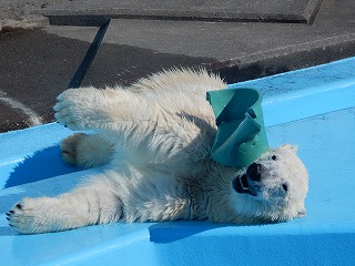 写真：ホッキョクグマ（10月30日）1