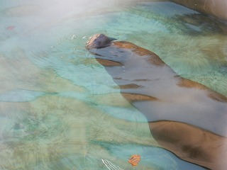 写真：オタリア2