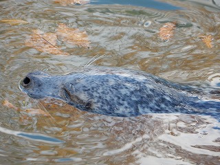 写真：ゼニガタアザラシのアラレさん2