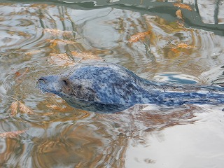 写真：ゼニガタアザラシのアラレさん1