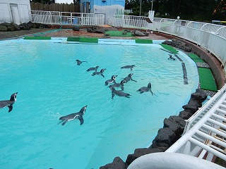 写真：プールで泳ぐペンギン1