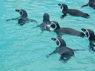 写真：プールで泳ぐペンギン2