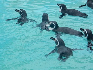 写真：プールで泳ぐペンギン2