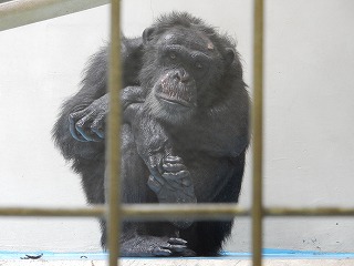 写真：チンパンジー6