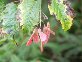 写真：カラコギカエデの種