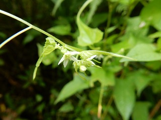 写真：ミヤマニガウリ