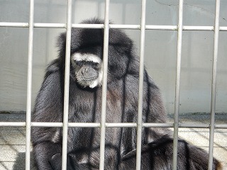 写真：シロテテナガザル