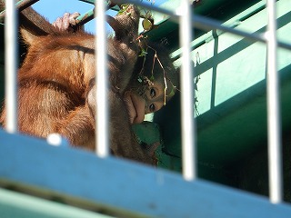 写真：ボルネオオランウータン2