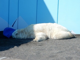 写真：ホッキョクグマ8