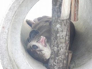 写真：カナダカワウソ（9月5日）2