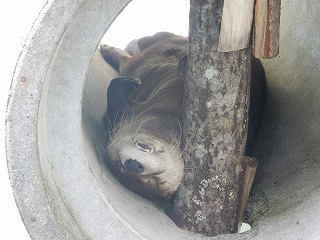 写真：カナダカワウソ（9月5日）1