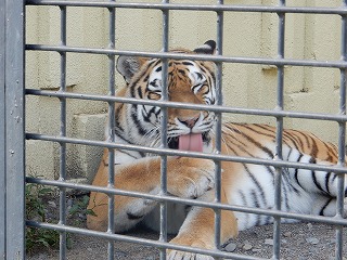 写真：アムールトラ3