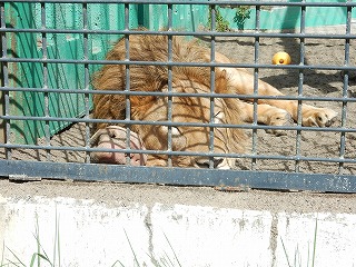 写真：ライオン（9月5日）1