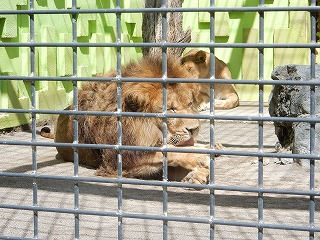 写真：ライオン（9月5日）2