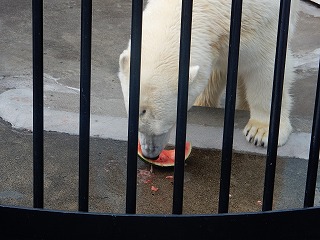 写真：ホッキョクグマ6