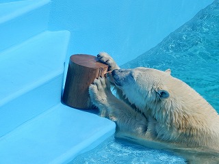 写真：ホッキョクグマ5