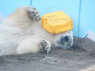 写真：ホッキョクグマ7