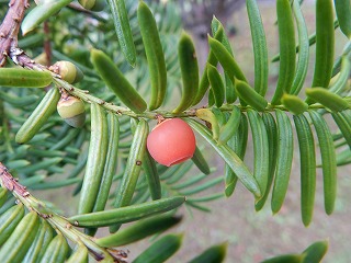 写真：イチイの果実