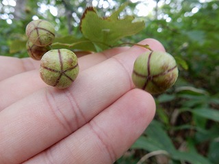 写真：ツリバナ（ニシキギ科）の果実
