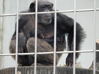 写真：チンパンジー3