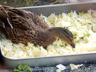 写真：餌を食べるマガモ