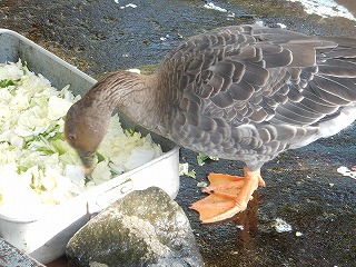 写真：餌を食べるヒシクイ