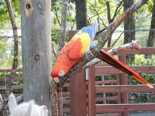 写真：アカコンゴウインコ2