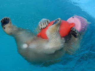 写真：ホッキョクグマ3