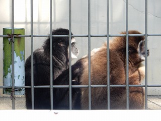 写真：シロテテナガザル1